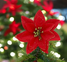 Poinsecja Gwiazda Betlejemska ozdoba świąteczna kwiat czerwony