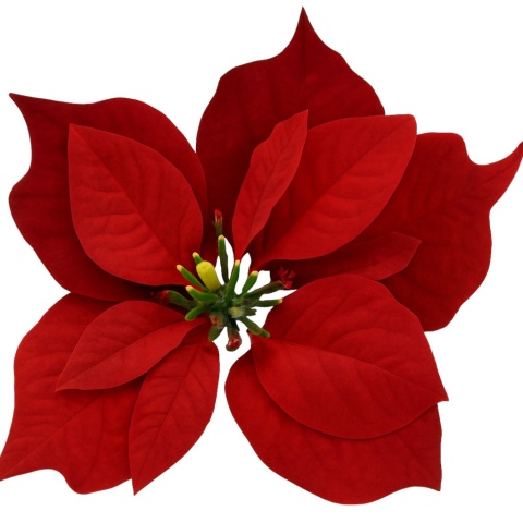 Poinsecja Gwiazda Betlejemska ozdoba świąteczna welurowa kwiat duży czerwony