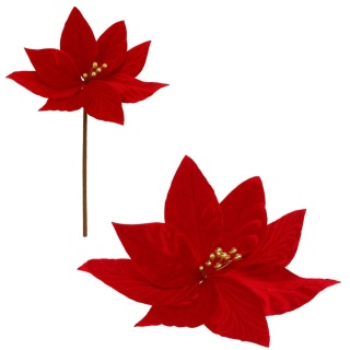 Gwiazda betlejemska poinsecja na piku kwiat ozdoba dekoracja świąteczna